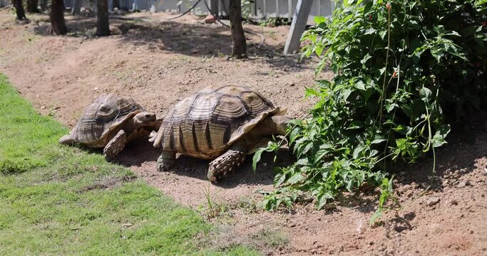 giant old tortoise (golden coin turtle, Chinese three-striped box turtle (Cuora trifasciata), a species of turtle endemic to southern China) crawling and eating vegetable and grass on a sunny day