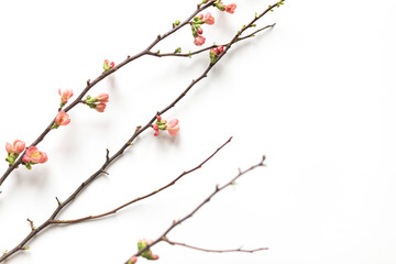 Spring blooming quince branch  on the white background. Copy space