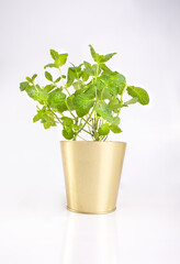 Green mint plant in a pot, isolated. Potted peppermint, spearmint. Fresh herbs in a container, on a white background.
