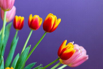 Tulips on a purple background