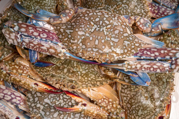 Fresh seafood  blue crab on wooden background  ready to cook.  
