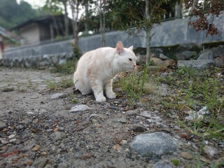 white and cat