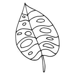 Tropical palm leave in sketch style, isolated vector illustration. Leave of palm tree in linear doodle style. Botanical minimalist print of exotic leave, sketch design.