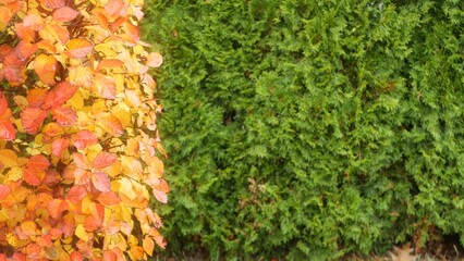 Yellow autumn leaves, orange fall leaf in ornamental garden. Leafage in park in september, october or november. Seasonal colorful foliage. Natural floral background. Trimmed bush or shrub plant wall.