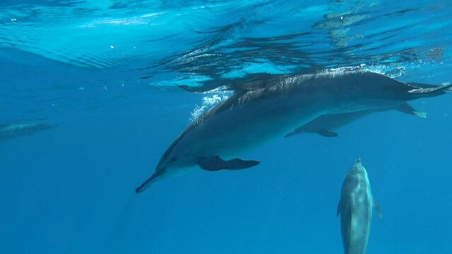 Dolphins. Spinner dolphin. Stenella longirostris is a small dolphin that lives in tropical coastal waters around the world. 