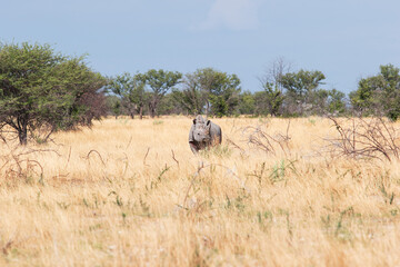 Fototapeta na wymiar wild rhinoceros in the savannah