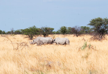 two wild rhinos in the savannah - obrazy, fototapety, plakaty