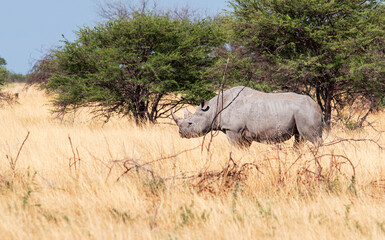 Fototapeta premium rhinoceros in the savannah wild animal