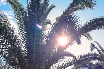 Fototapeta na wymiar Sun throw green palm leaves on blue turquoise sky. Tropic summer concept. Natural tropical background