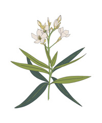 Botanical illustration of Nero's crown