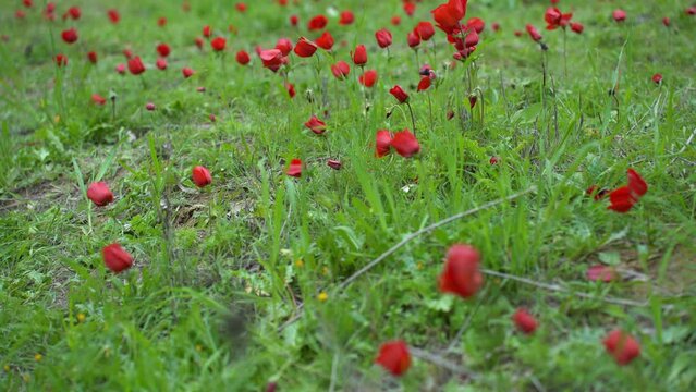 Red anemones bloom in winter in the field in Sderot, Israel