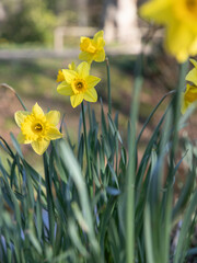 yellow daffodils in the park in sprin