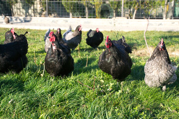 black chickens running around are feeding