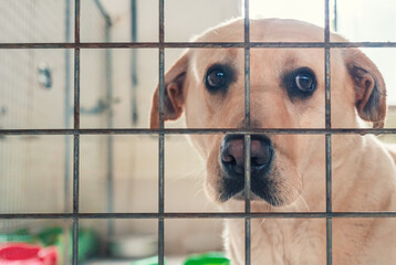 Portrait of lonely sad abandoned stray labrador behind the fence at animal shelter. Best human's...