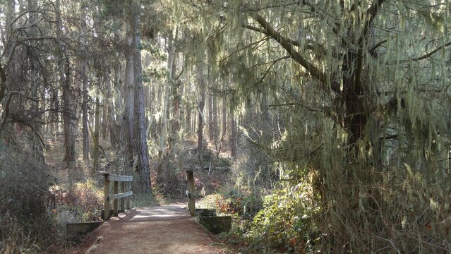 Path in forest or wood, footpath trail or footway in grove or woodland, Point Lobos, California USA. Pathway or catwalk. Coniferous pine trees, lace lichen moss hanging. Wooden footbridge or bridge.