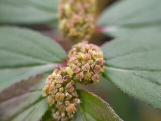 macro of Eclipta alba flower