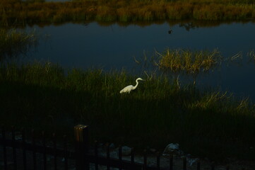 snowy egret in flight