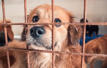 Portrait of lonely abandoned stray dog behind the fence at animal shelter. Best human's friend is waiting for a forever home. Animal rescue concept