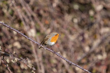 Perched on a tree branch. European Robin (Erithacus rubecula)