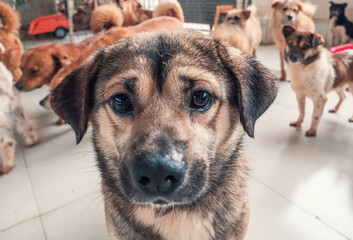 Portrait of lonely sad abandoned stray dog at animal shelter. Best human's friend is waiting for a...
