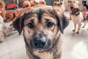 Portrait of lonely sad abandoned stray dog at animal shelter. Best human's friend is waiting for a forever home. Animal rescue concept