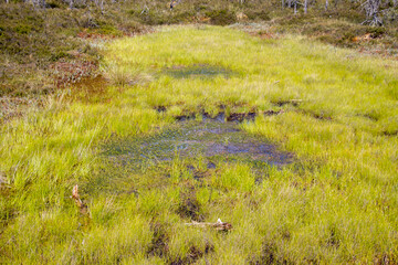View  on the bog in the swamp