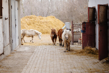 more ponies on the farm
