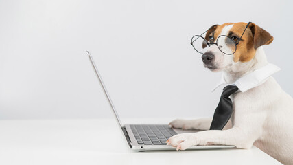 Jack russell terrier dog in glasses and tie works on laptop on white background.