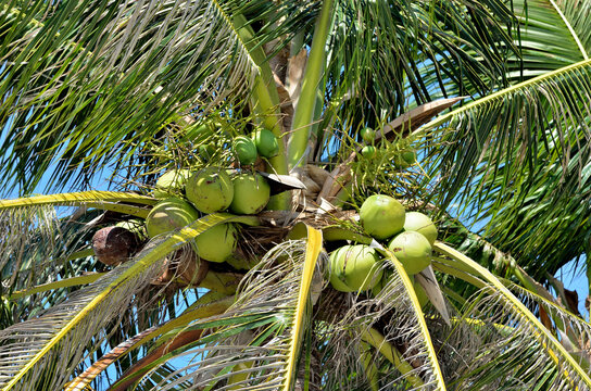 Fresh coconut fruit on tree with blue sky background