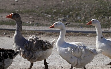 Goose walking in the village square