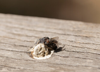 Obraz premium A fly sits on bird droppings. The insect eats excrement. Coprophagia.