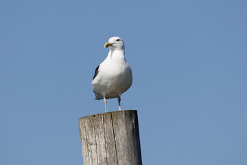 Möwe