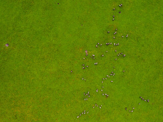 Group of endangered wild horses graze grass on pasture