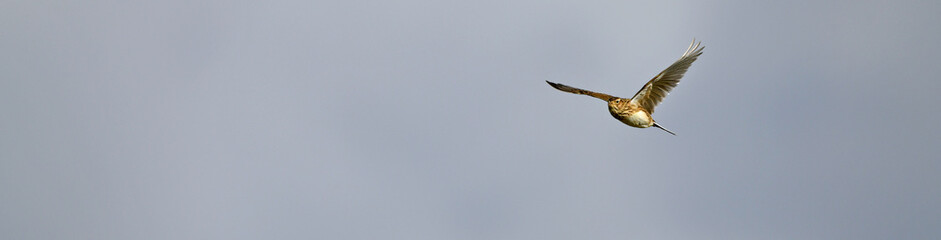 Eurasian Skylark // Feldlerche (Alauda arvensis)