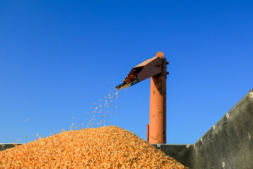 The thresher is threshing corn on a farm