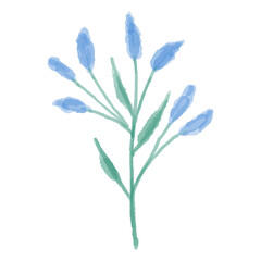 Hand drawn illustration of a blue wild flower. Delphinium painted in watercolor. Vector illustration.
