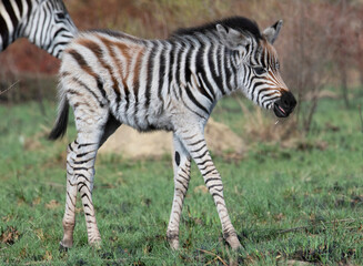 Fototapeta na wymiar Young zebra foal, Reitvlei Nature Reserve, Gauteng.