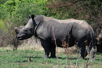 Obraz premium Profile of juvenile white rhino, Reitvlei Nature Reserve, Gauteng.