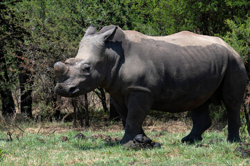 Juvenile white rhino, Reitvlei Nature Reserve Nature Reserve, Gauteng.