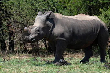 Foto op Plexiglas Juvenile white rhino, Reitvlei Nature Reserve Nature Reserve, Gauteng. © Adrian
