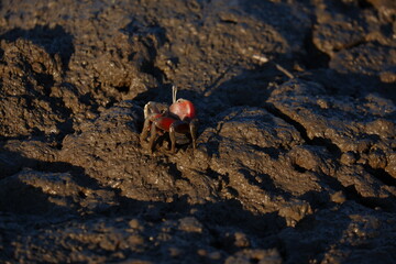 Tidal flats and fiddler crabs