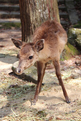 baby deer in miyajima in japan