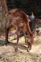 baby deer in miyajima in japan