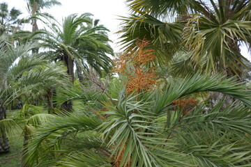 Siub tropical plants