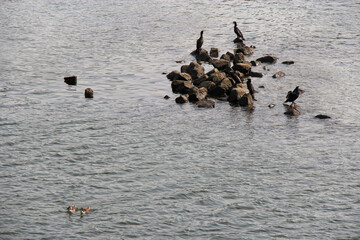 cormorants and ducks in japan
