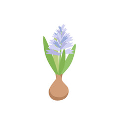 Elegant blooming flower hyacinth. Botanical floral element. Vector illustration in flat style isolated on white background