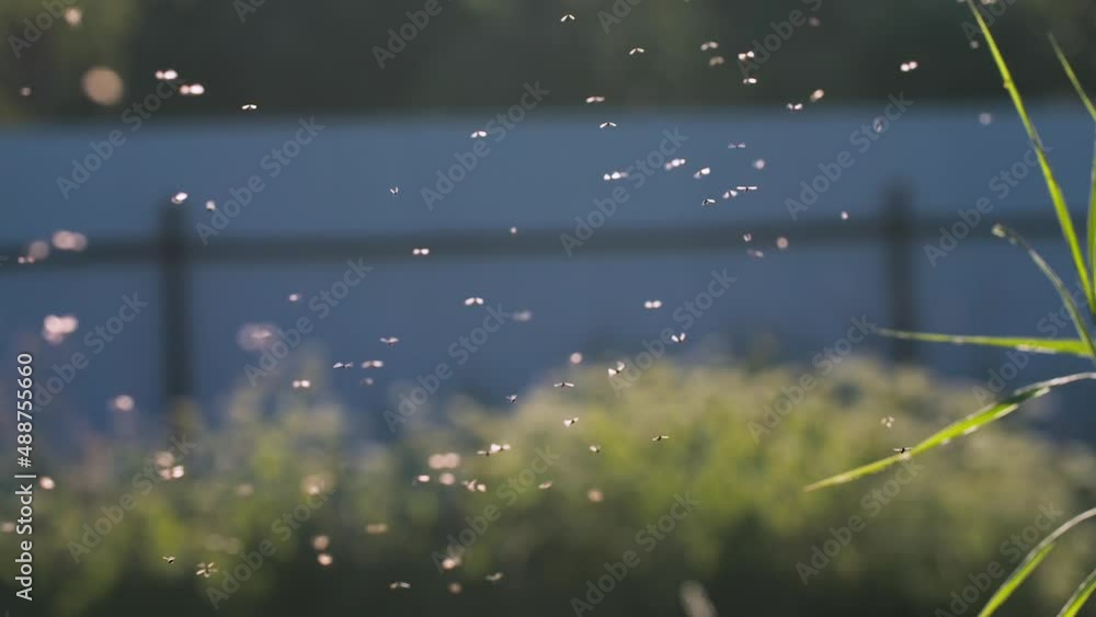 Poster flying midges.creative. hovering in the sunlight are small black insects with a fence visible behind