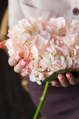 Beautiful well-groomed female hands. A girl with a beautiful manicure holds a pink peach-colored hydrangea in her hands