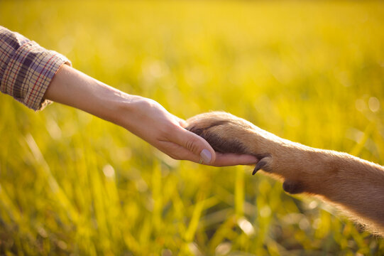 Dog paw and human hand, friendship
