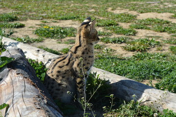 Serval cat sitting in the grass